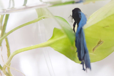 How to Care for a Betta Fish in a Bowl