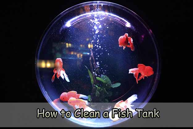 How to Clean a Fish Tank