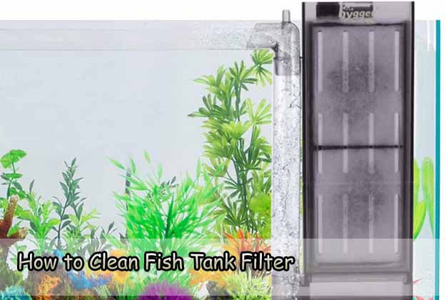 How to Clean Fish Tank Filter