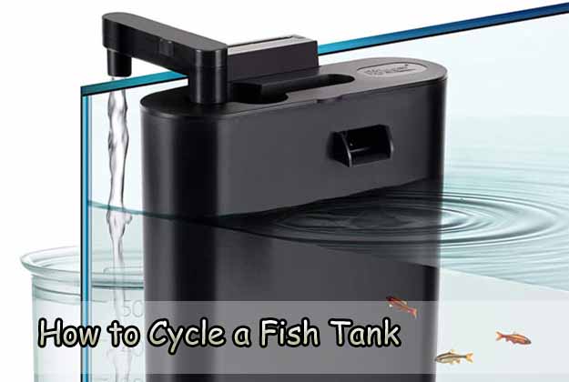 How to Cycle a Fish Tank