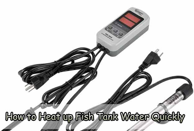 How to Heat up Fish Tank Water Quickly
