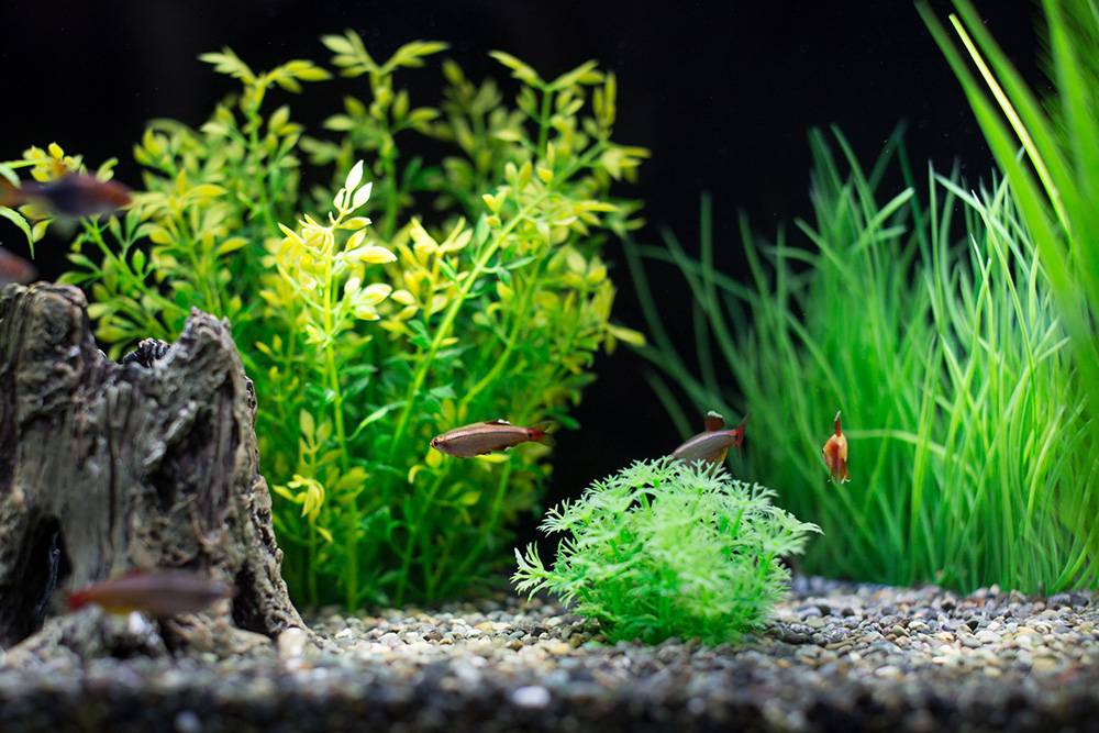 aquarium plants lighting