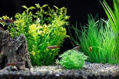 Lighting for Aquarium Plants Growth
