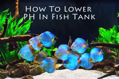 How To Lower PH In Fish Tank