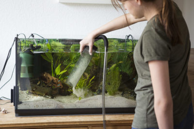 How to Change Fish Tank Water?
