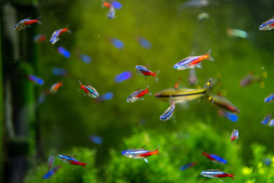 Green Water in Fish Tank – Causes and Cures