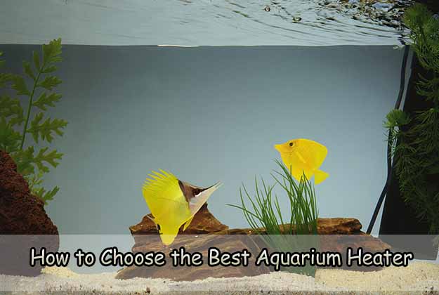 How to Choose the Best Aquarium Heater