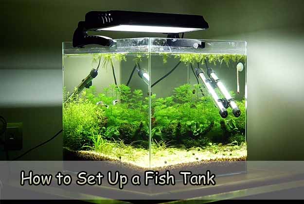 How to set up a fish tank part 2