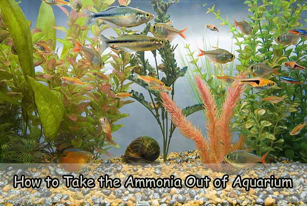 How to Take the Ammonia Out of Aquarium