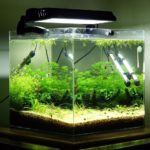 How to Set Up a Fish Tank?