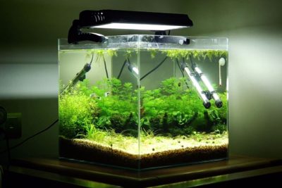 How to Set Up a Fish Tank