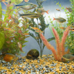How to take the ammonia out of aquarium?