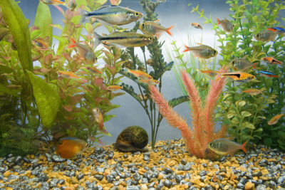 How to take the ammonia out of aquarium?