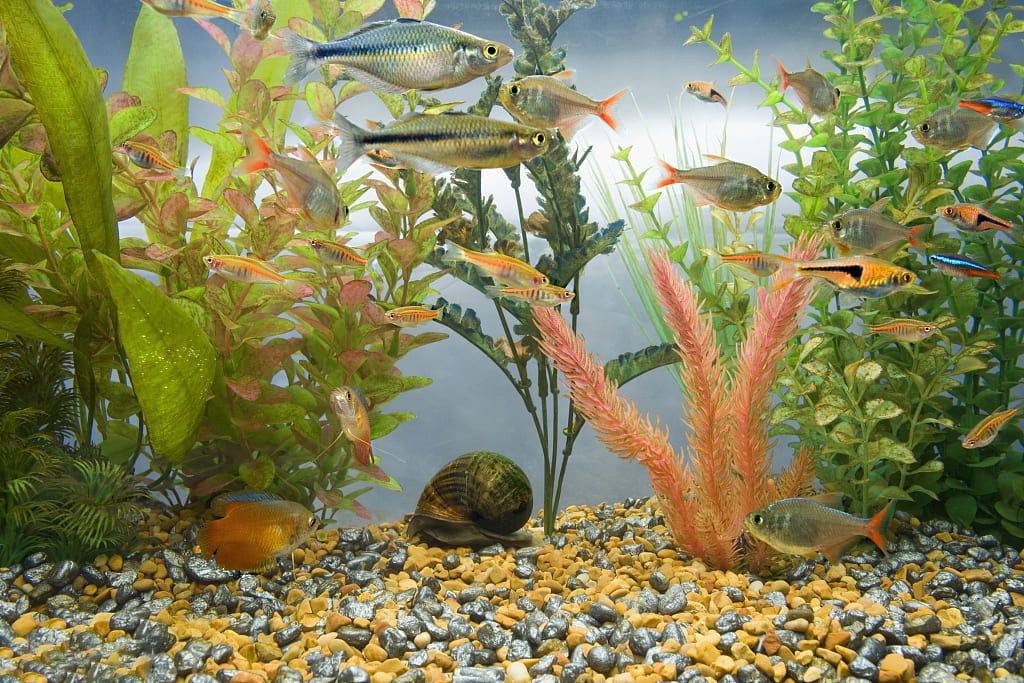 tank ammonia out of aquarium