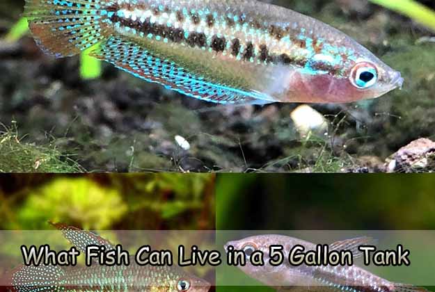 What Fish Can Live in a 5 Gallon Tank