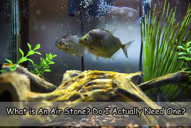 What is An Air Stone? Do I Actually Need One?