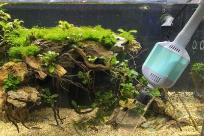 Using a Gravel Vacuum to Clean Aquariums