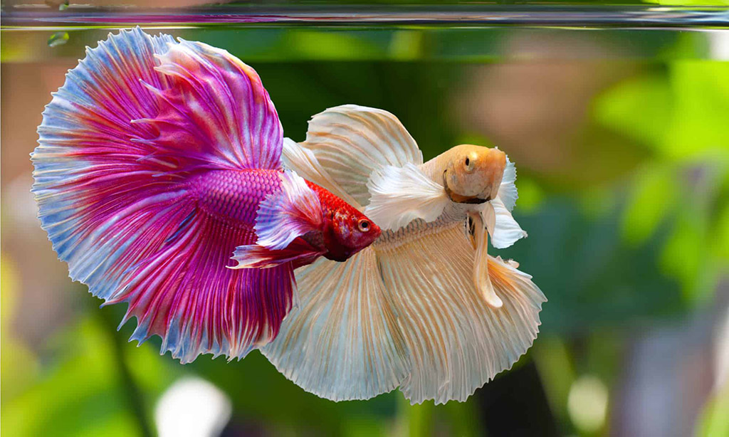 betta fish