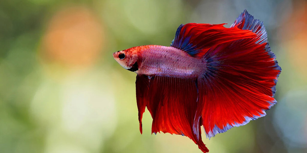 betta fish2