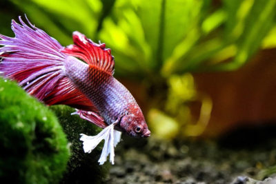 What Fish Can Go with a Betta in a Fish Tank