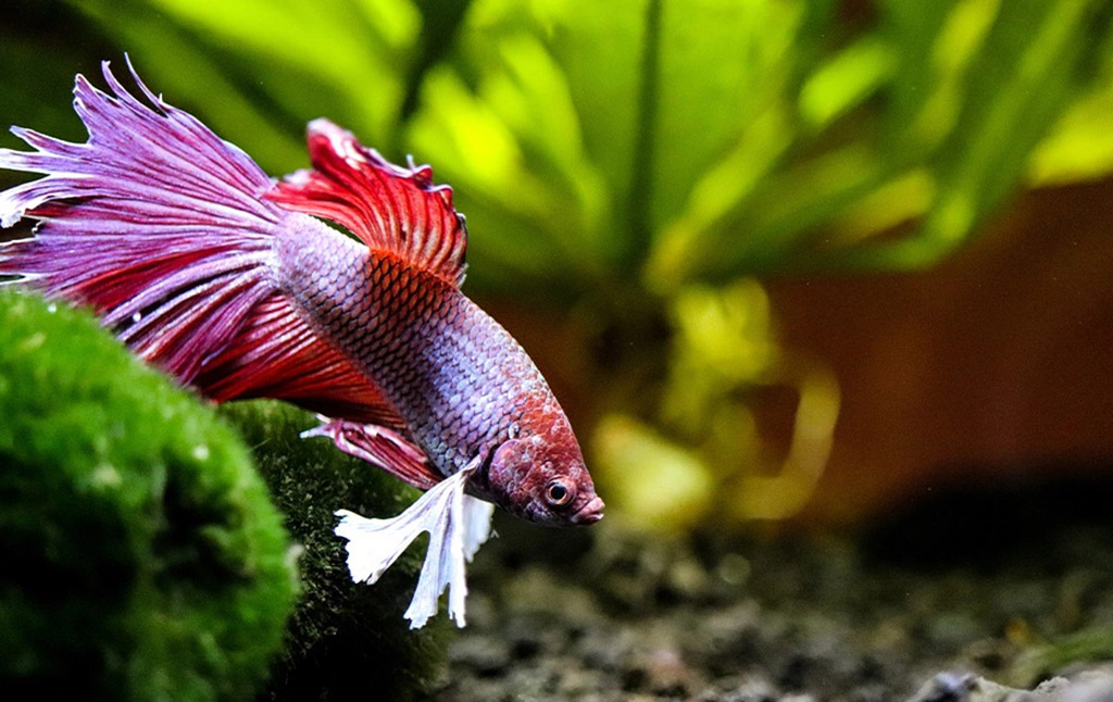 Choose the Safe Betta Fish Tank Mates - Hygger