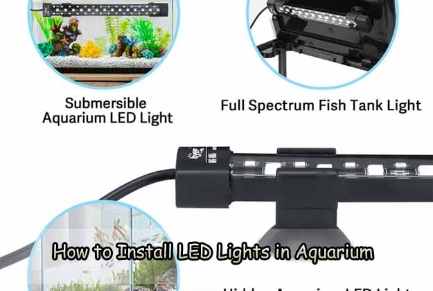 How to Install LED Lights in Aquarium
