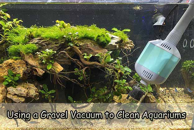 Using a Gravel Vacuum to Clean Aquariums
