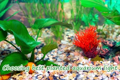 Choosing Best Planted Aquarium Light