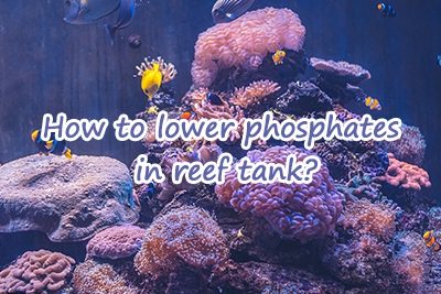 How to Lower Phosphates in Reef Tank