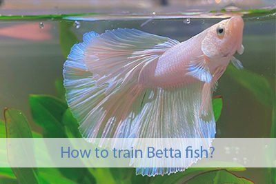 How to Train Betta Fish