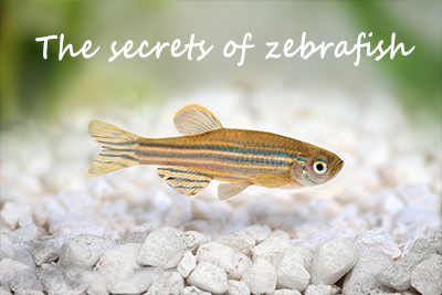 The secrets of zebrafish