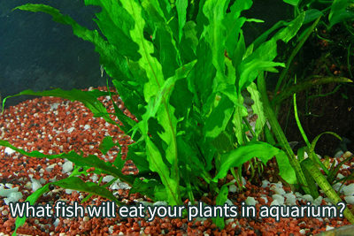 What Fish will Eat Your Plants in Aquarium