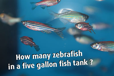 How Many Zebrafish in a Five Gallon Fish Tank