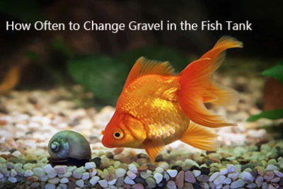 How Often to Change Gravel in the Fish Tank