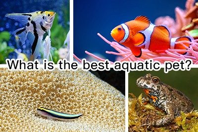 What is the Best Aquatic Pet