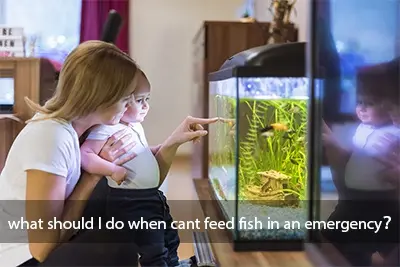 feed fish in emergency