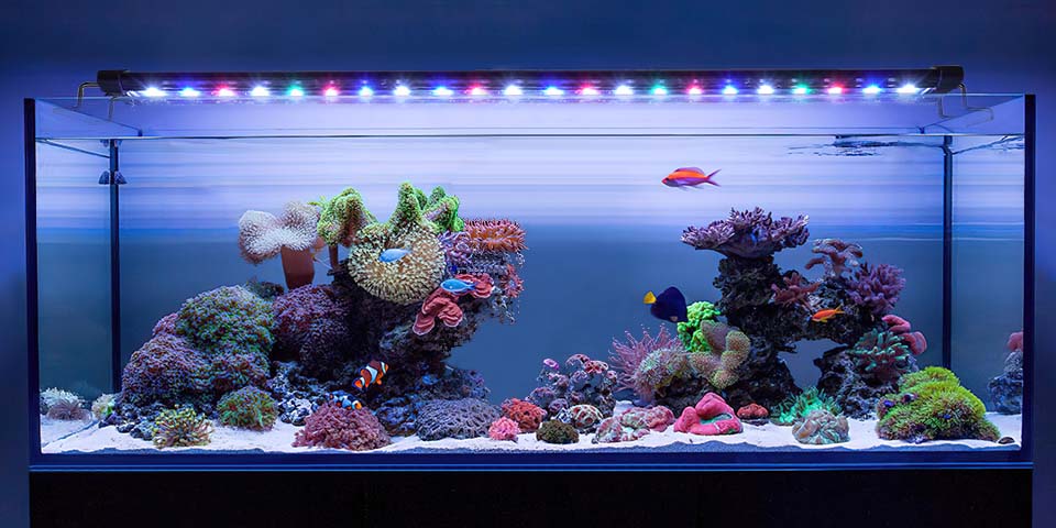 You Run Reef Tank Lighting Too - hygger