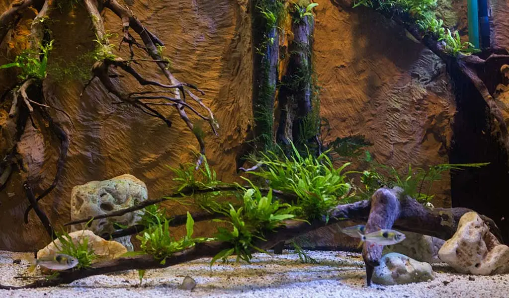 Aquarium landscape rock sale