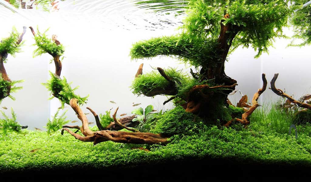 plants to rocks for aquascape