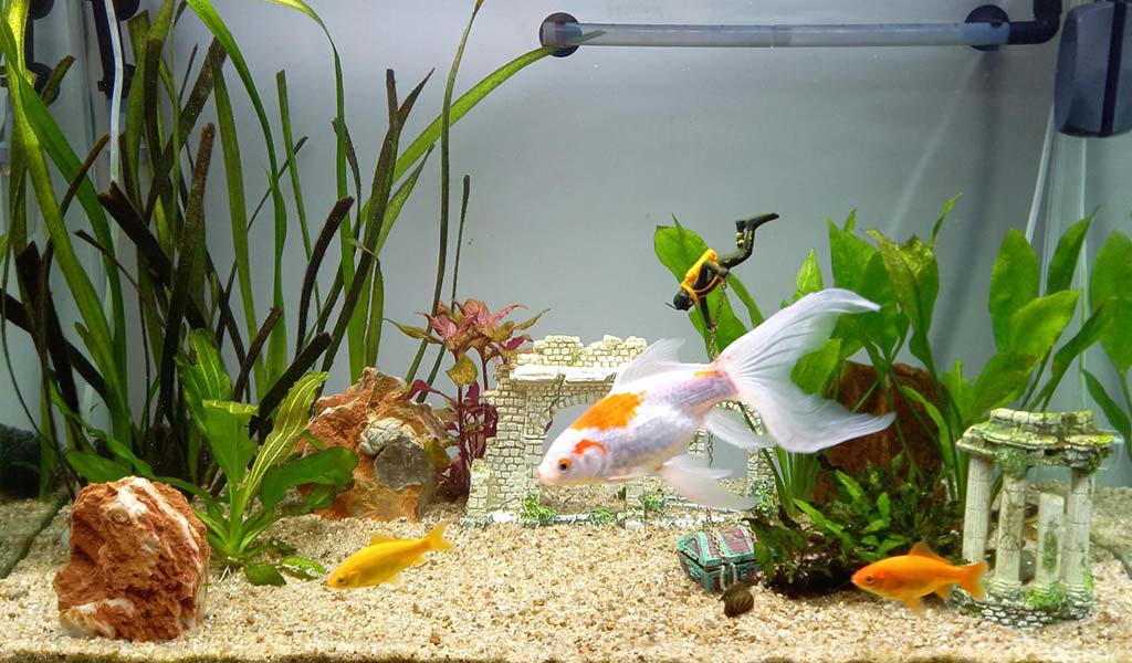 choose plants for aquascape