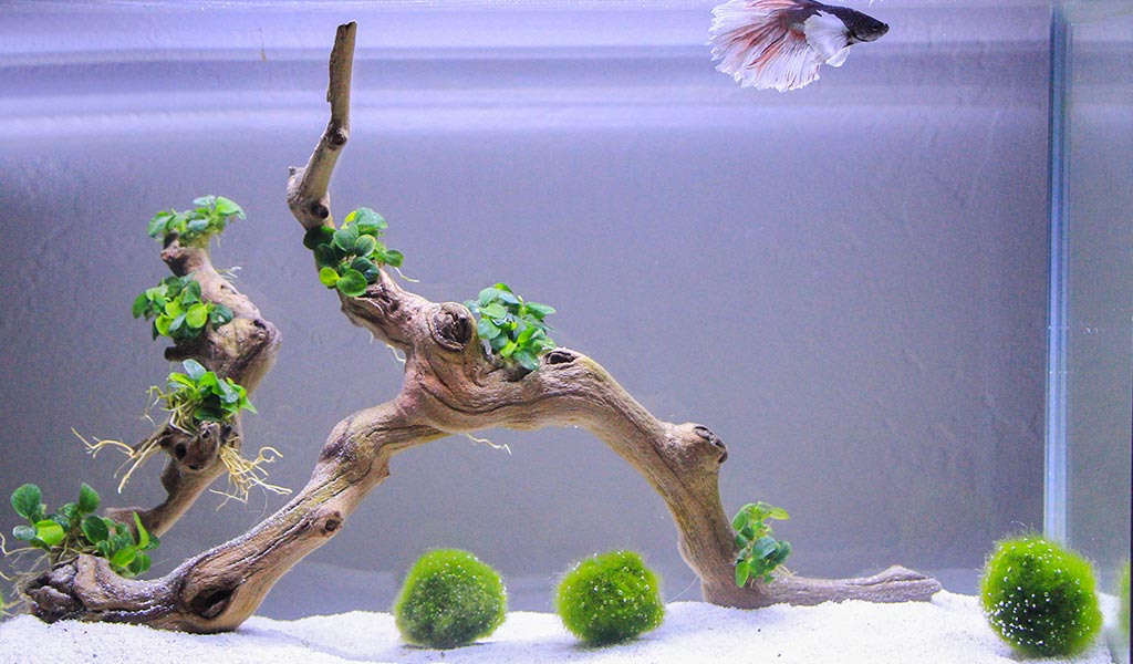 plants for aquascape