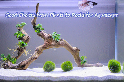Good Choices from Plants to Rocks for Aquascape