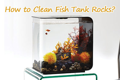 How to Clean Fish Tank Rocks and Substrates