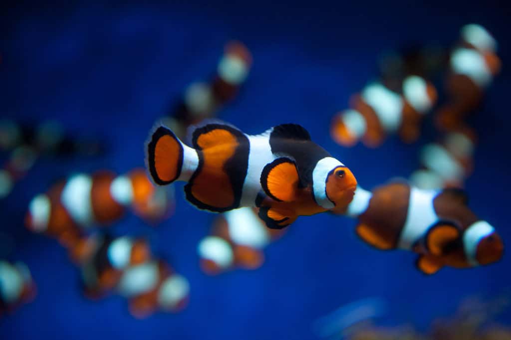 Percula Clownfish