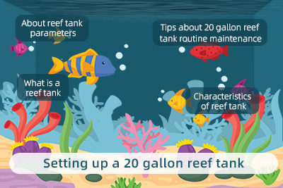 Setting Up a 20 Gallon Reef Tank