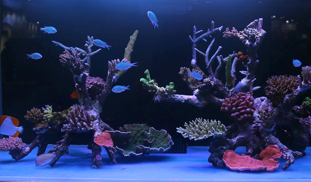 How Many Fish in a 20 Gallon Saltwater Aquarium?