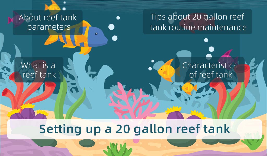 set up reef tank