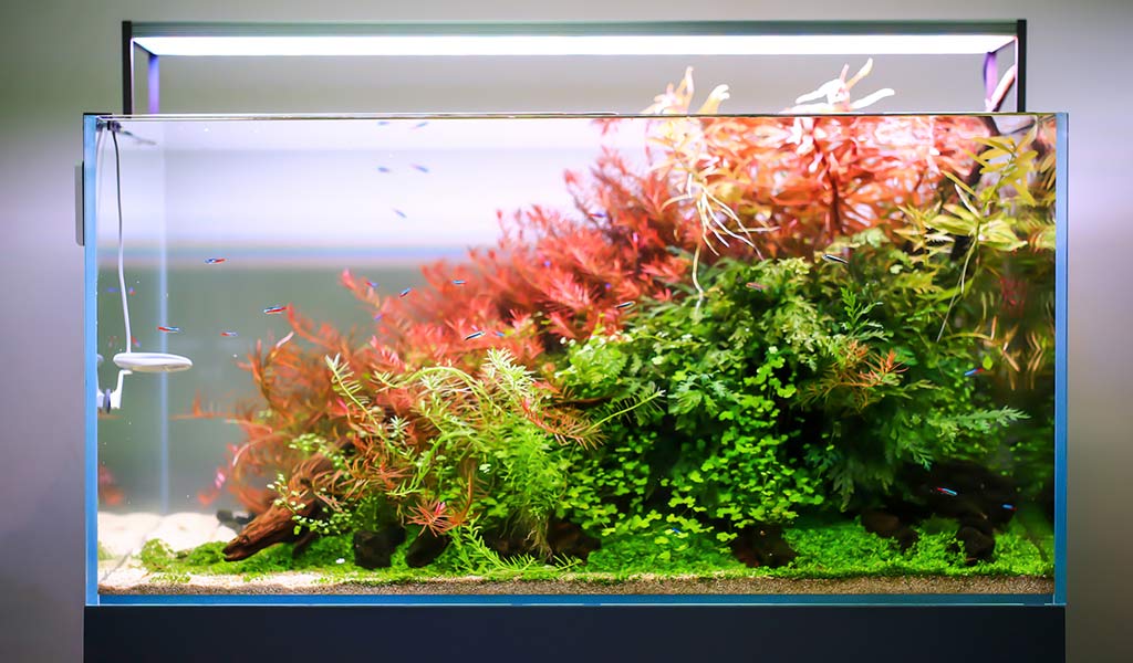 light for middle tank