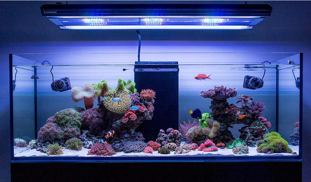 the right light for deep tank