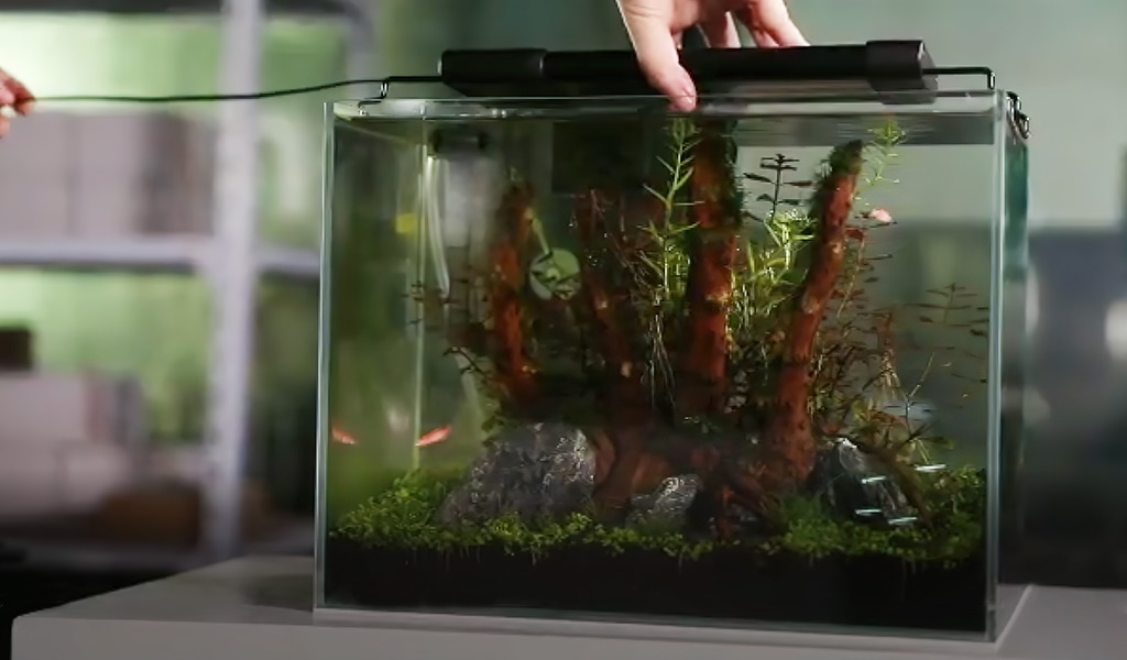 right light for fish tank